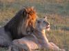 Africa Nature Animals (40)